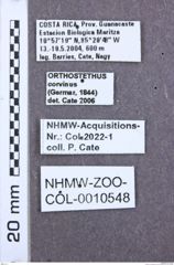 Etikette zu Orthostethus corvinus (NHMW-ZOO-COL-0010548)